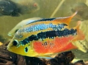 Cichlastoma salvini Red 9cm