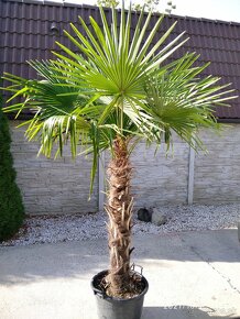 Mrazuvzdorne palmy - Trachycarpus Fortunei