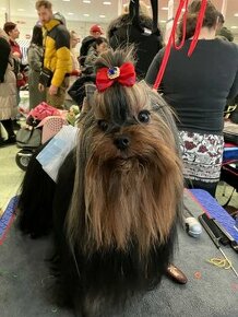 Yorkshire terrier - krytie s PP