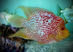 Flowerhorn fireman SB