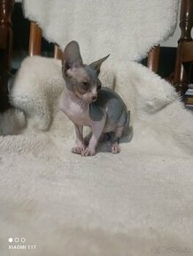 Sphynx kocúrik