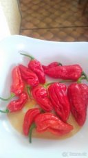 semena Carolina reaper