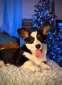 Welsh corgi cardigan.