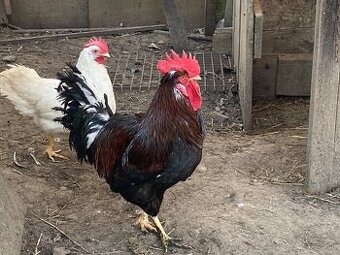 Kohúty - Araucana, Marans,Cream legbar - 1