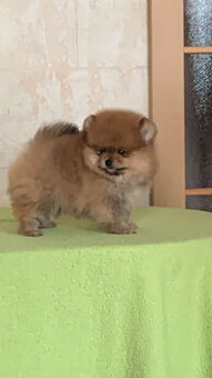 POmeranian