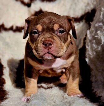 American bully s PP Abkc