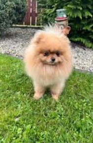 Predam pomeranian