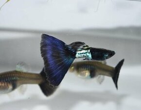 Metal body blue tail guppy gupky