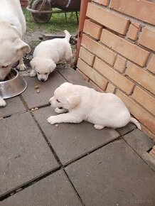 Labradosrký retriever-šteniatka