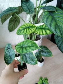 Alocasia / alokazia a ine izbove kvety - 1