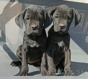 Cane Corso