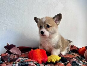 Welsh Corgi Pembroke - 1