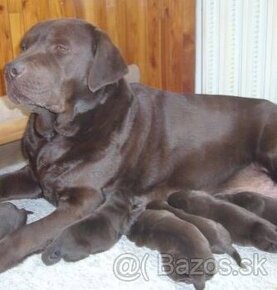 Cokoladovy labrador  springer spaniel