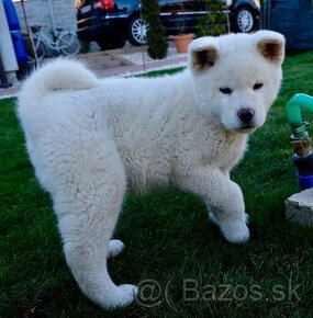 Akita inu šteniatko