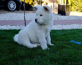 Akita inu šteniatko