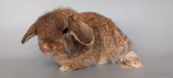 Mini Lop - 1