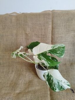 Monstera albo