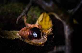 Acavus haemastoma haemastoma Sri Lanka- slimák