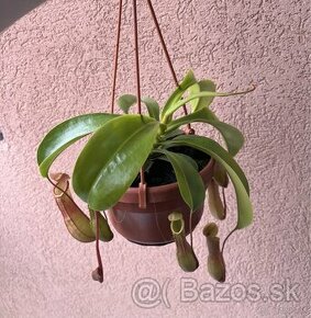 Nepenthes