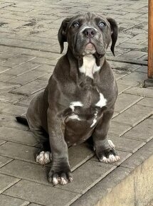 American Bully xl