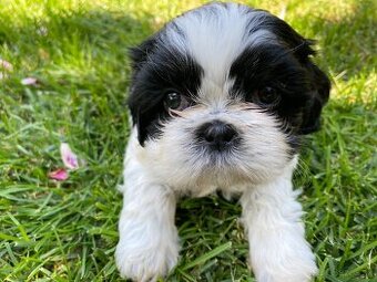 Shihtzu