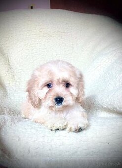 Cavapoo