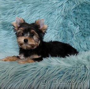 Biro , Choco Yorkshire terrier s PP