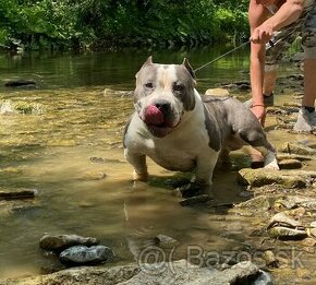 American bully