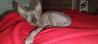 Sphynx