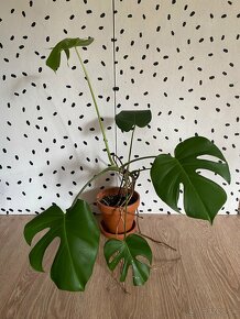 Monstera Deliciosa