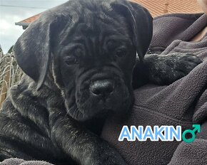 Cane Corso šteniatka s PP