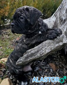 Cane Corso šteniatka s PP