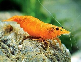 Predám krevetky Neocaridina Orange Sunkit hrade SS