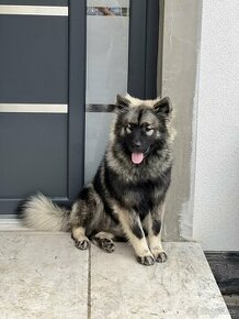 Eurasier s PP na predaj / pes