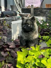 Eurasier s PP na predaj / pes + dohoda mozna