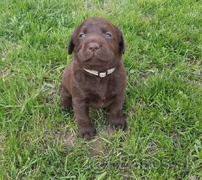 Cokoladovy labrador