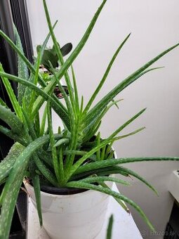 Aloe vera