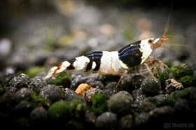 Krevetky Caridina Crystal Black