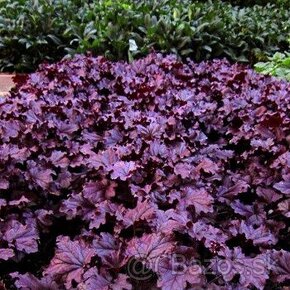 heuchera