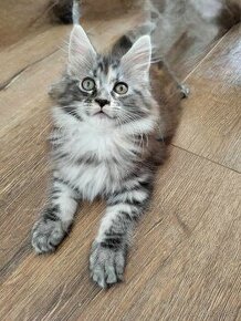 Mačička Maine Coon