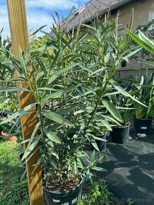 Predám lacno oleandre - Nerium Oleander rojo, rosa, amarillo