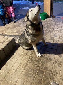 Šteňatá husky mix