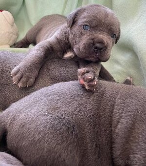 Cane corso šteniatka