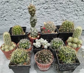 Nenáročné kaktusy
