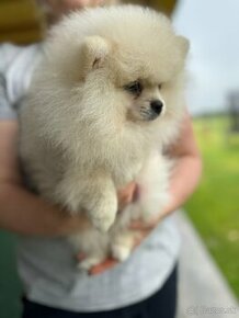 Pomeranian s PP