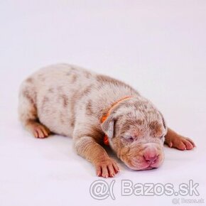 American bully xl, pitbull xxl top rodokmen