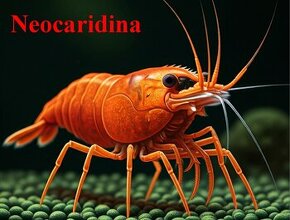 Krevetky Neocaridina - 1