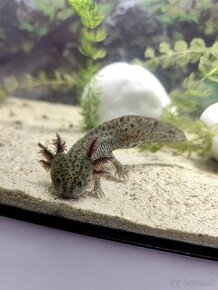 Axolotl mexicky