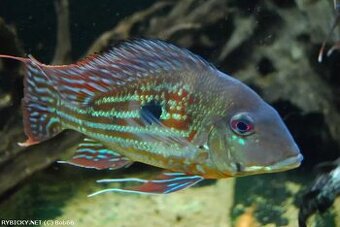 Geophagus winemilleri