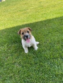 Jack Russel terier - 1